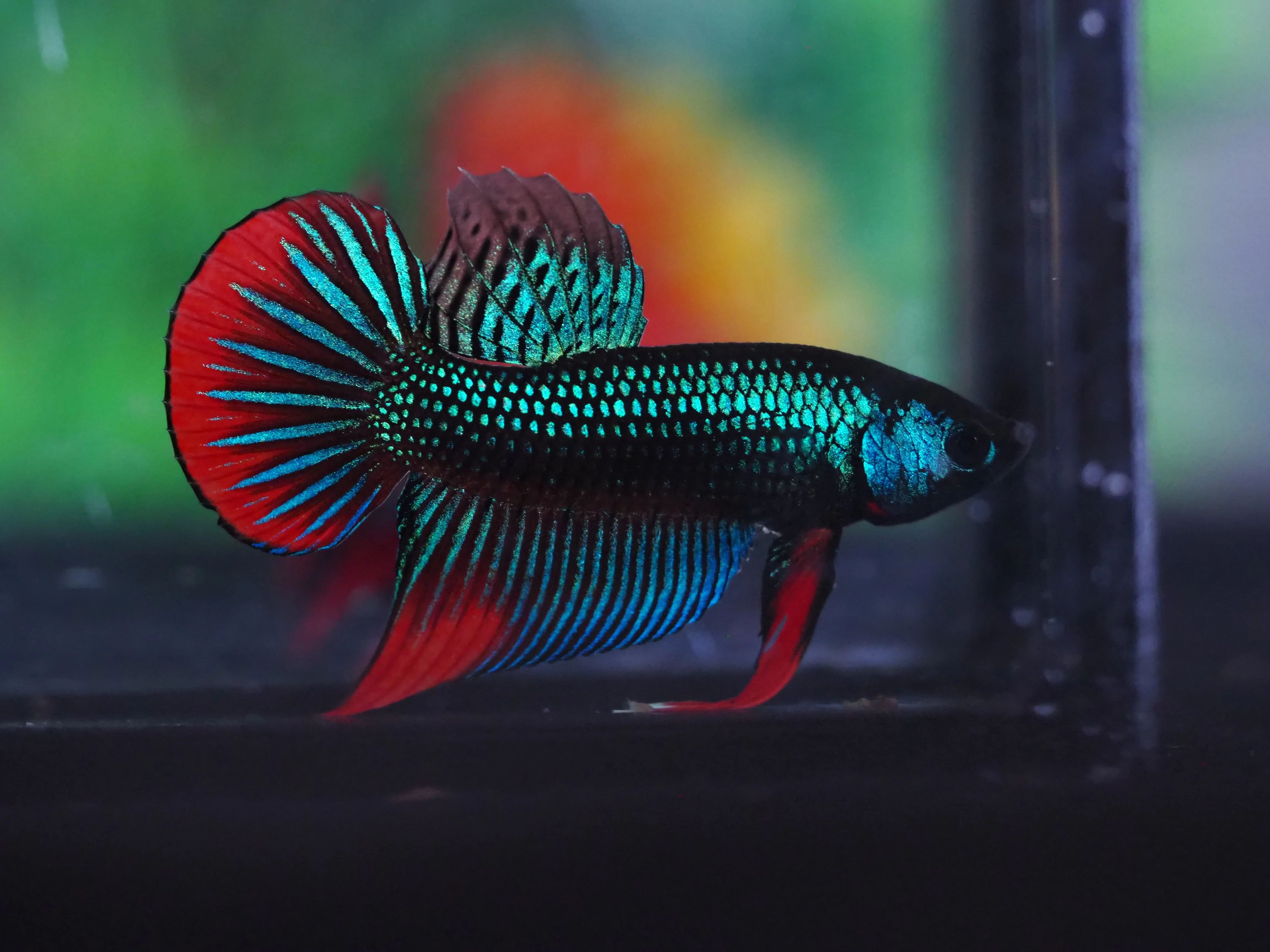 quality betta fish