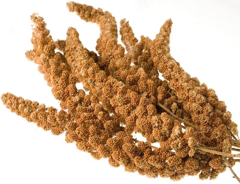 red millet spray.jpg