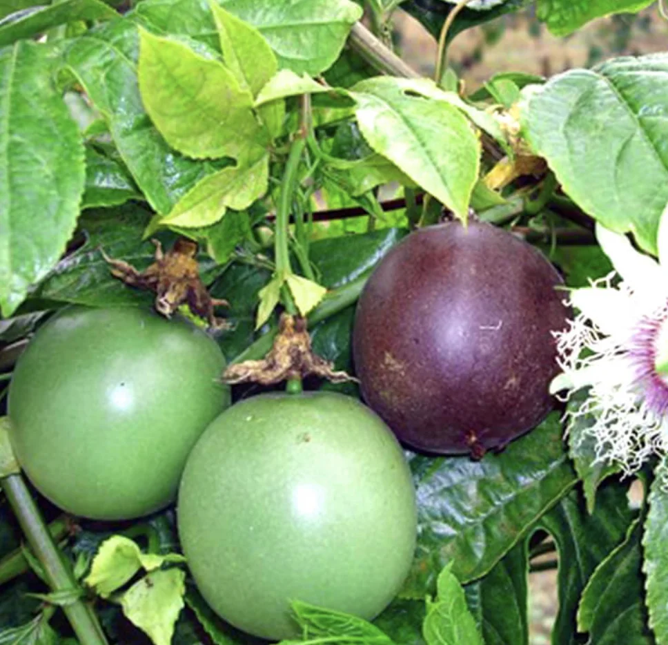 fresh dark purple passion fruits high quality