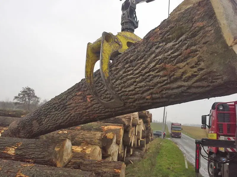 Poplar Veneer Logs, 80+ cm