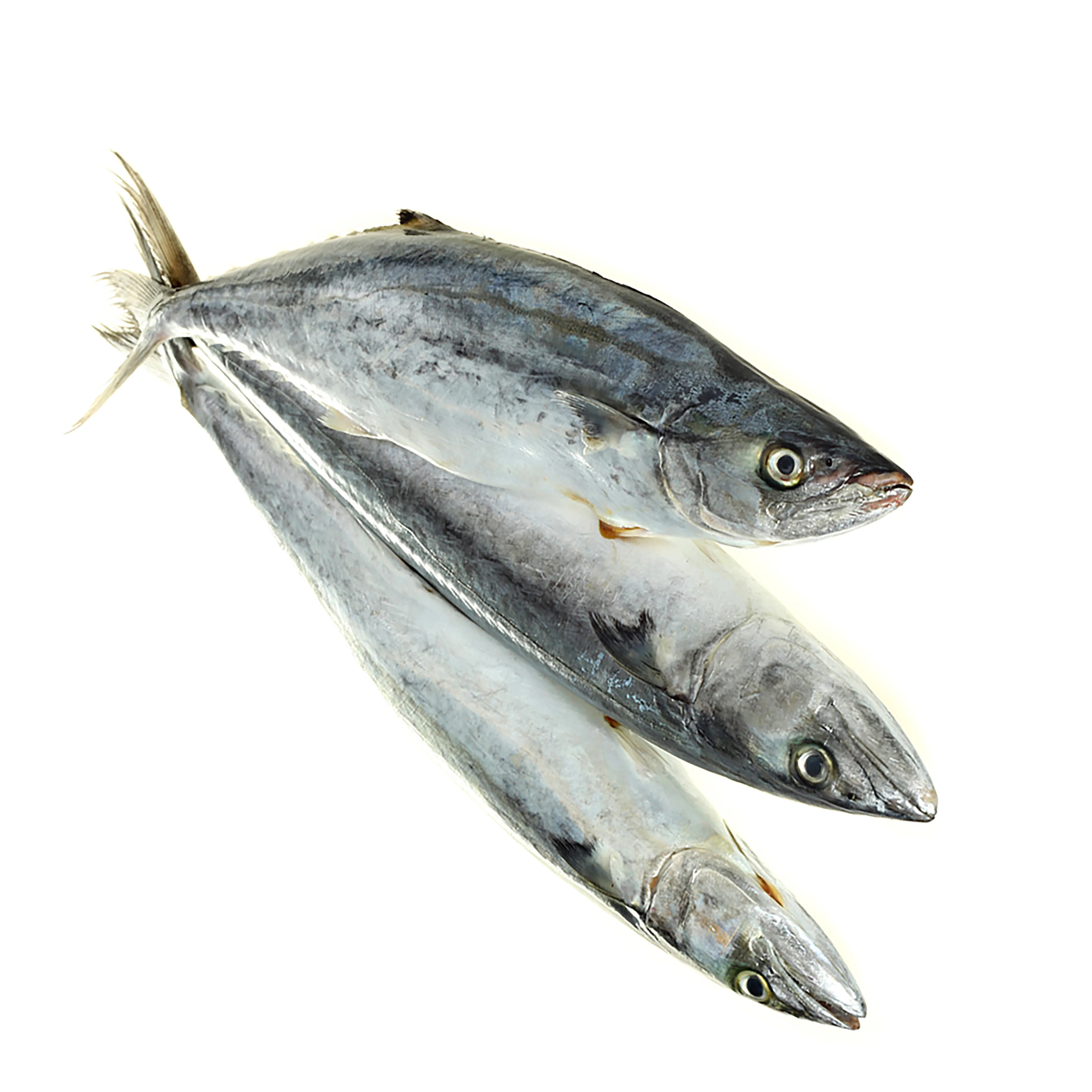 new product fresh spanish mackerel for market sale