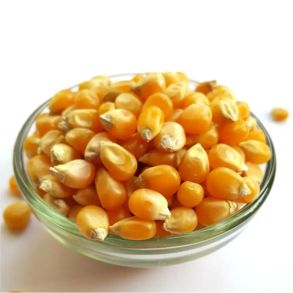 roasted popcorn kernels