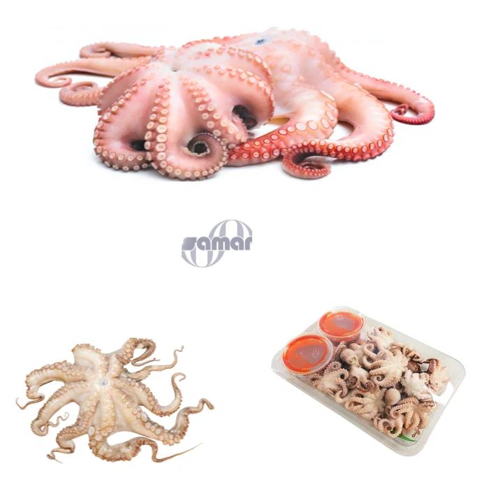 Frozen Octopus Fresh From Spain Whole 6pcs Box 36 Lb Avg Adult Baby Octopus Buy Frozen Octopus Frozen Baby Octopus Frozen Octopus For Sale Product On Alibaba Com