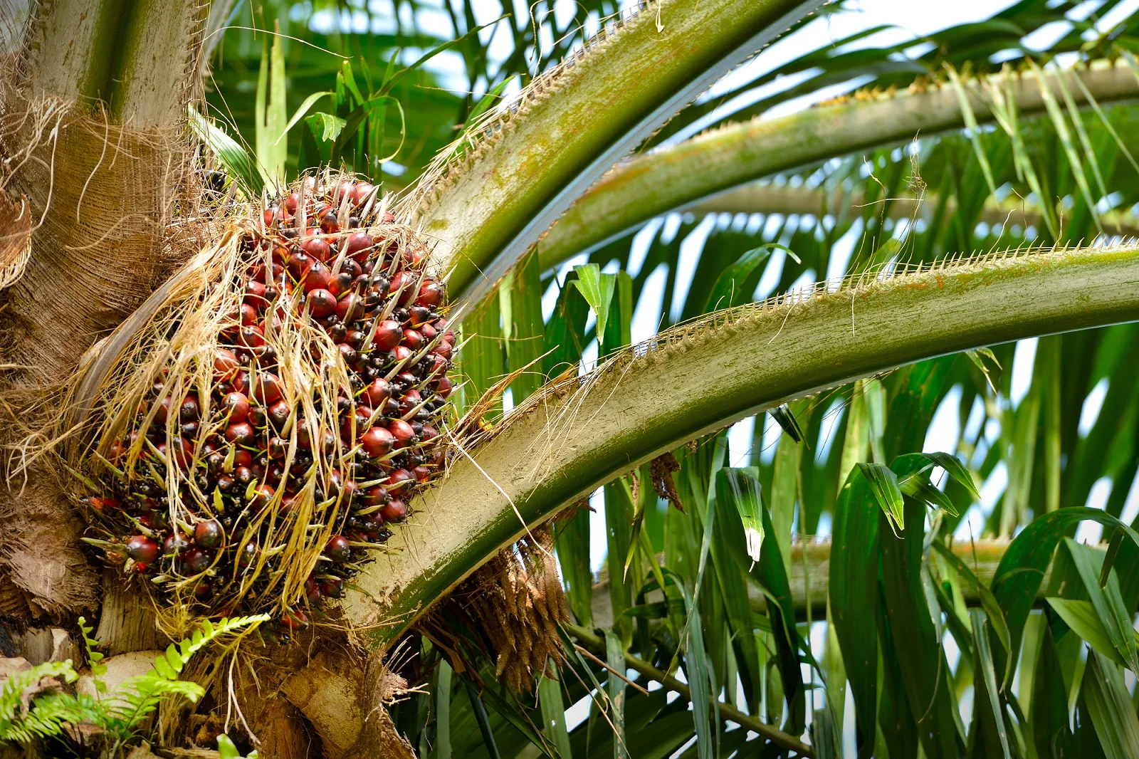 Плоды масличной пальмы фото