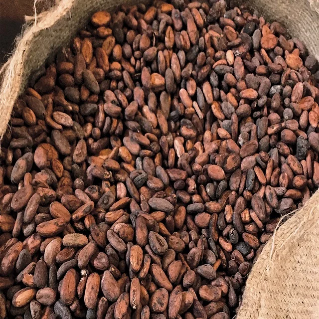 Cocoa Beans for Sale. Brown Color