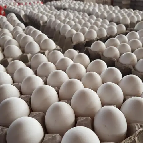 egg f.jpg