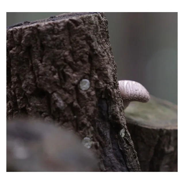 [SMH-45] Корея свежие сушеных грибов шиитаке hyanko из