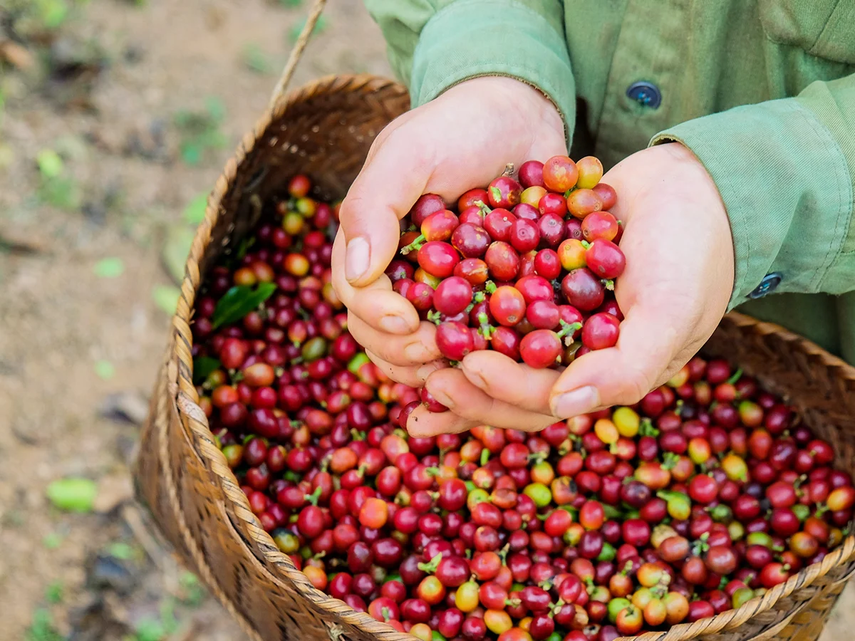 Small Order Accepted 2kg Ready for Shipping Vietnamese Green Coffee Bean Arabica with Wholesale Price Fully Wash Process