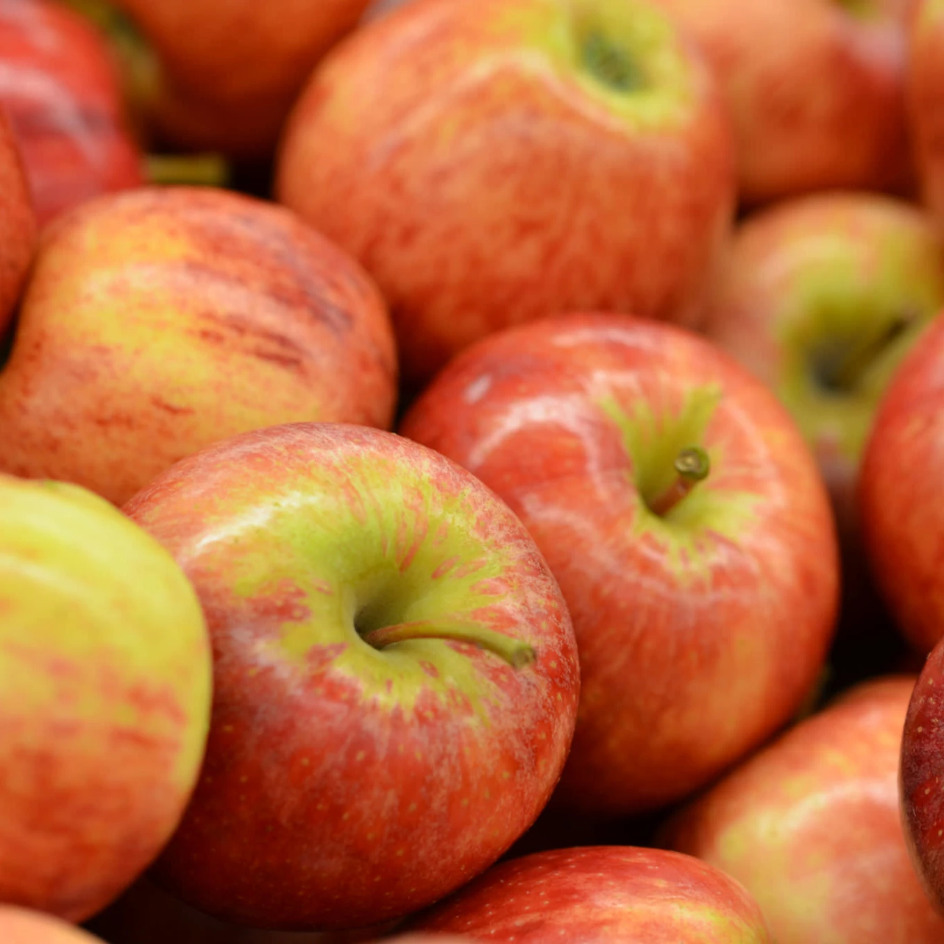 fresh apple supplier, royal gala apple