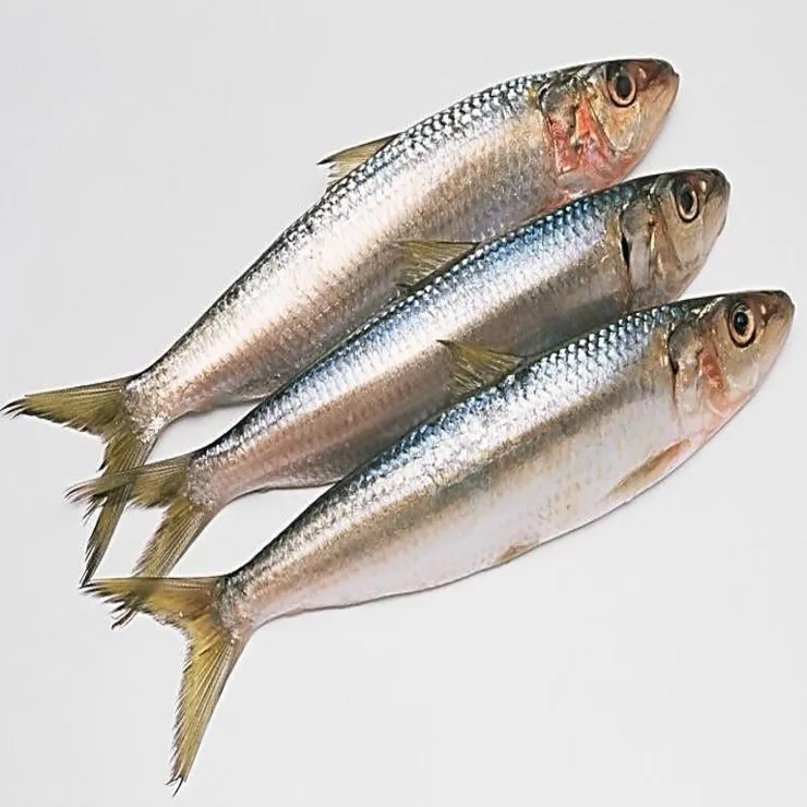 frozen fish sardine for bait on sale - buy frozen fresh sardines