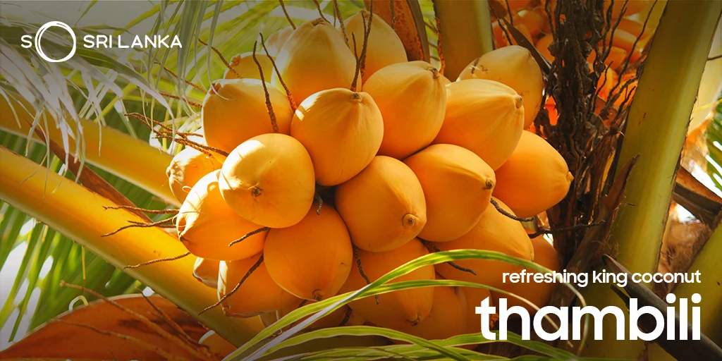 Fresh Bottled King Coconut From Sri Lanka