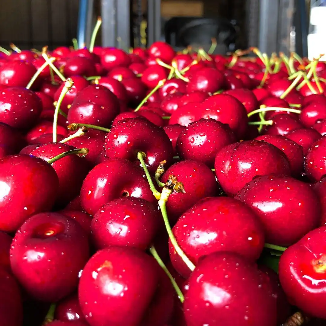 fresh cherries / red cherries for export - buy fresh cherries
