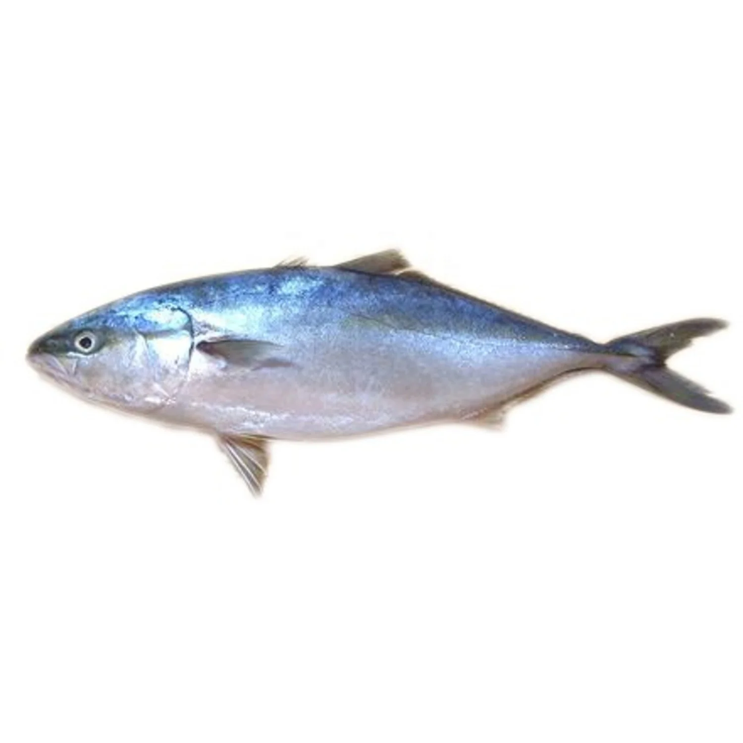 frozen yellow tail fish - buy frozen croaker fish,quinoa bulk,bu
