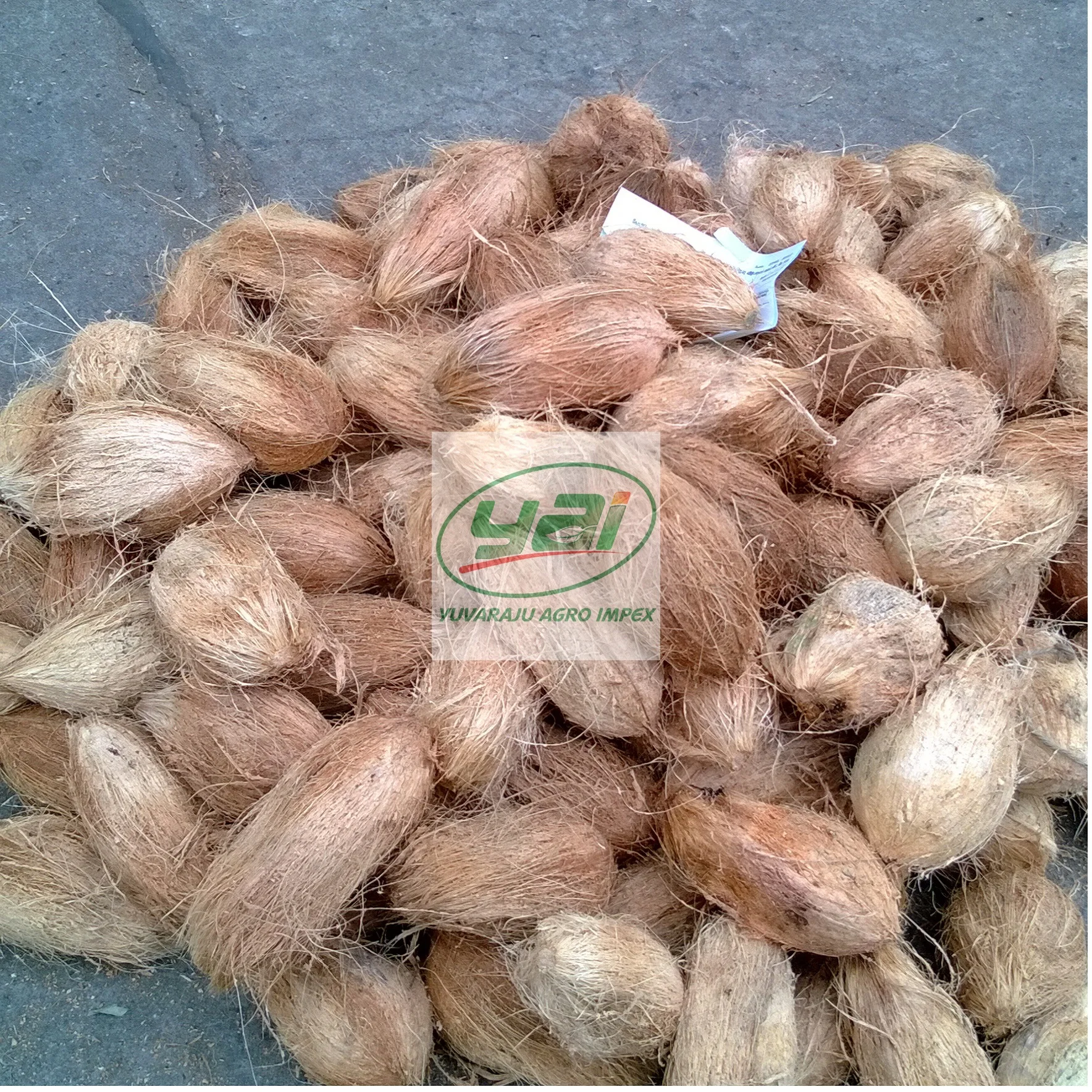 Fresh Semi Husked Coconut Exporters In India To Ireland Kenya Hong Kong Buy The Best Exporters Suppliers Wholesalers Of Fresh Semi Husked Coconut Manufacture Provide In Sales Of