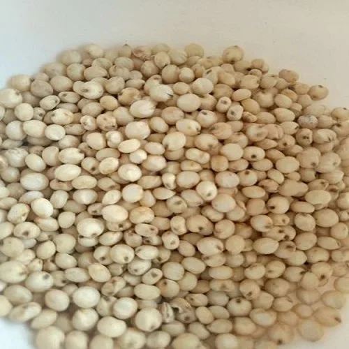Yellow Sorghum.jpg