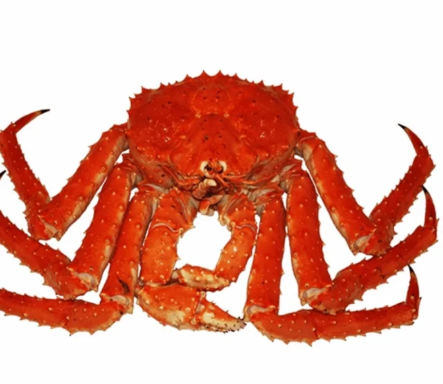 king crab red king crab live and frozen red king crab available