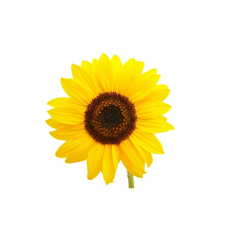 Premium Grade 100% Refined Sunflower 
