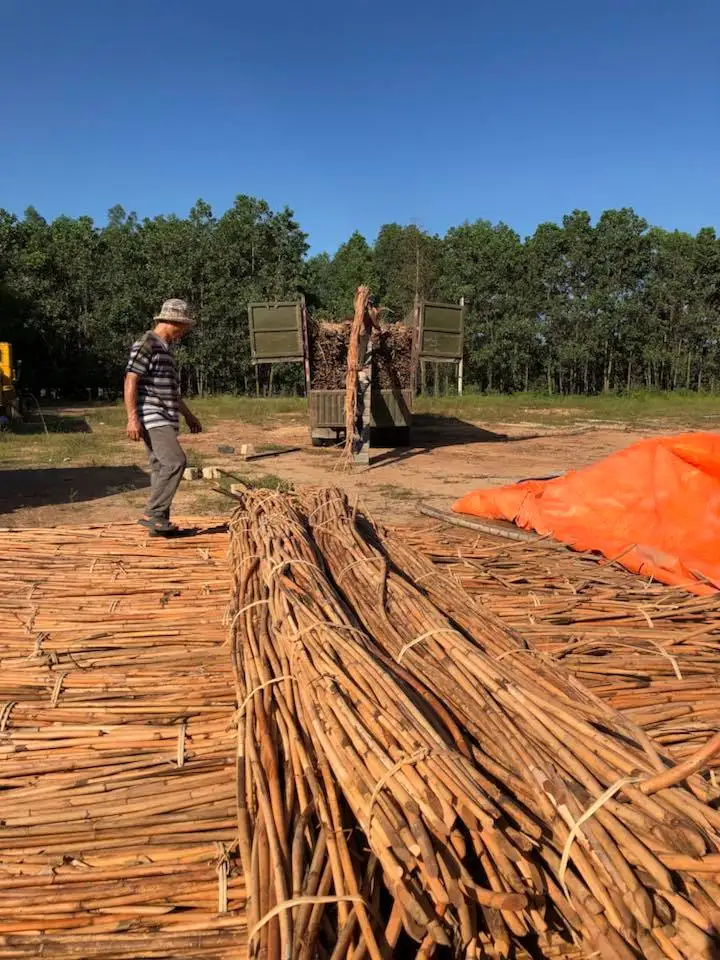 Vietnam Natural Malacca Rattan Canes / Rattan Poles Raw Material For