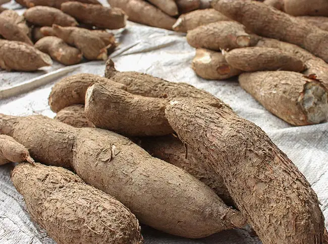 Fresh Cassava7.jpg