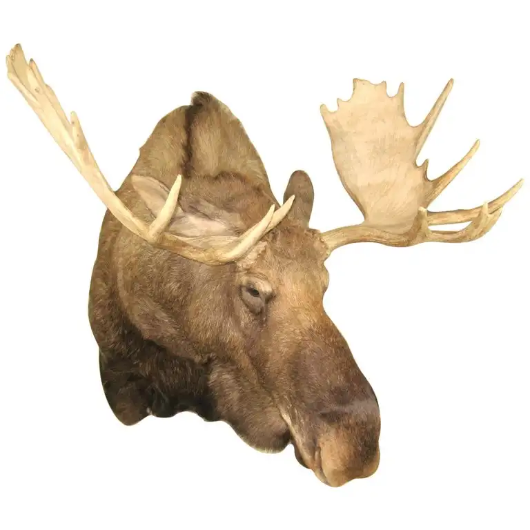 Shiras Moose Taxidermy Shoulder Mount For Sale - Buy Taxidermy Dried ...