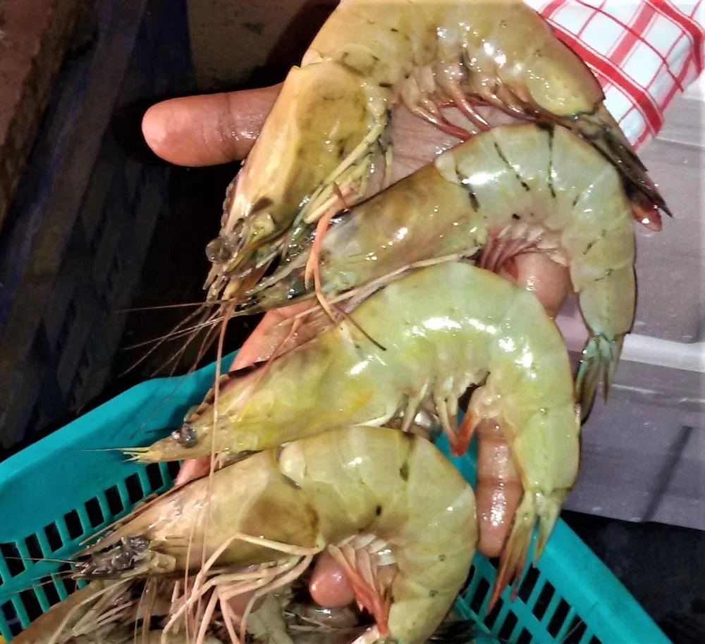 Wild Prawns Chilled Seafood Sea Tiger Shrimps Buy Fresh Shrimps Sea Food Wild Prawns From India Product On Alibaba Com