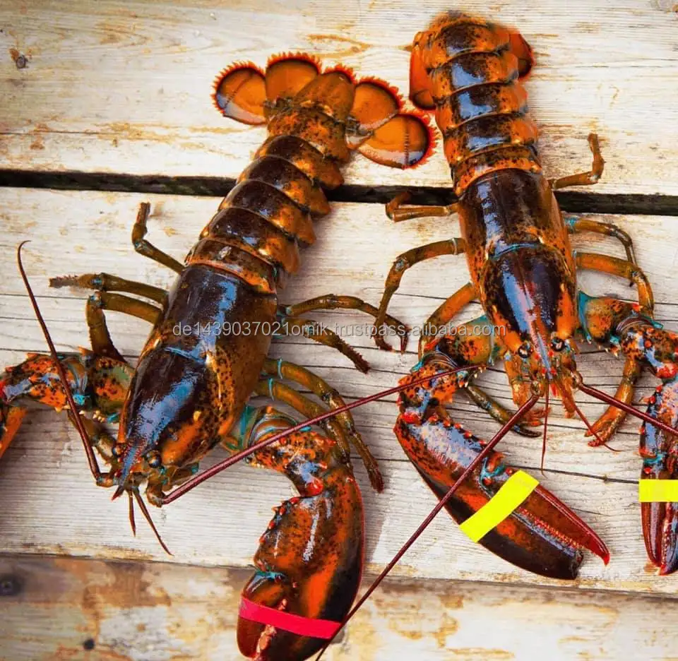 fresh lobsters.jpg