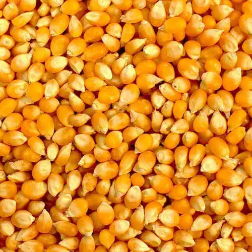 Высококачественная Желтая Кукуруза высшего качества/белая кукуруза для потребления людей/животных