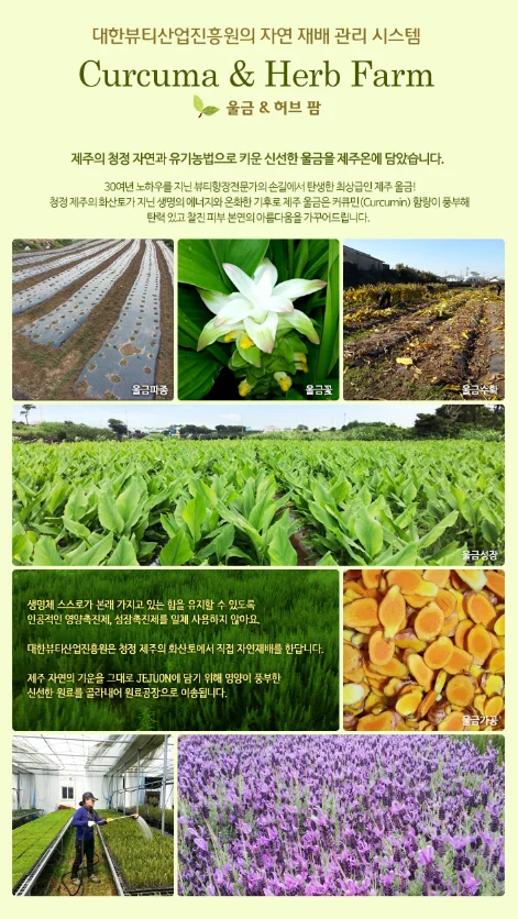JEJUON Real Jeju Shea Butter 75ml Hand Cream Made in Korea Natural Ingredients with Curcuma for Moisturizing and Hydrating