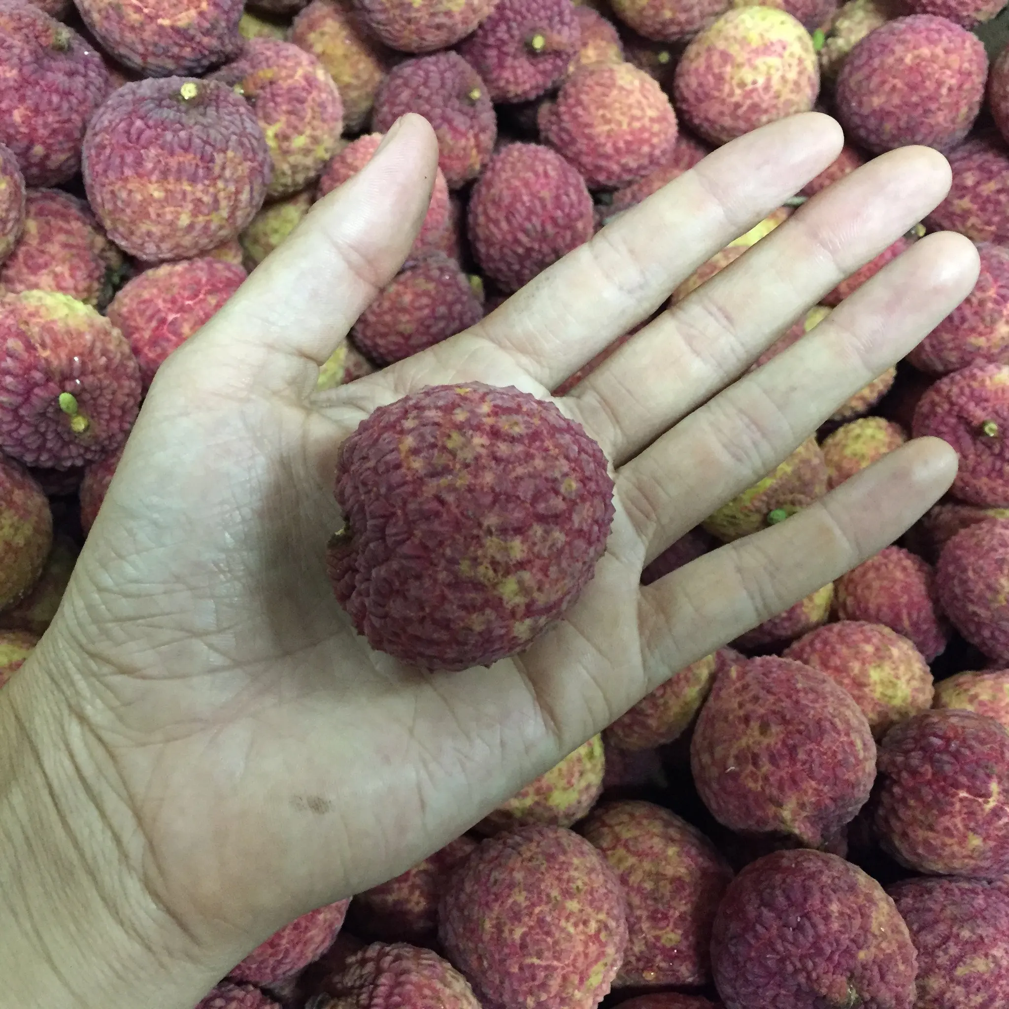 Viet Nam Frozen Lychee Without Skin Iqf Frozen Lychee Frozen Peeled