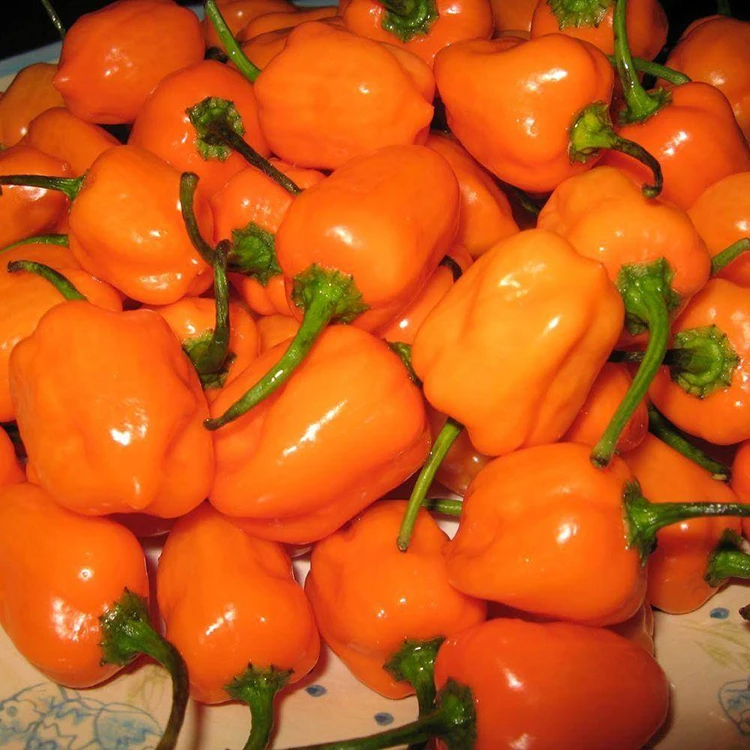 dry red chili for sale - buy tabiche chili pepper,red hot chili