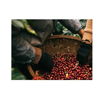 Кофейные скорлупы/кофейная шелуха-удобрения во