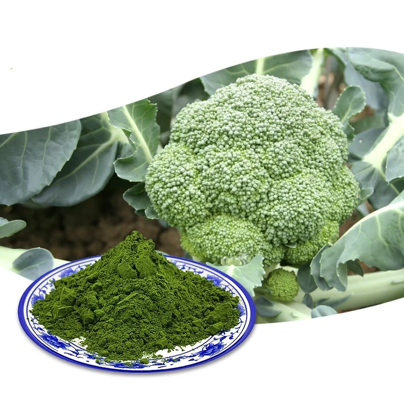 pure natural organic broccoli sprout extract powder - ms.