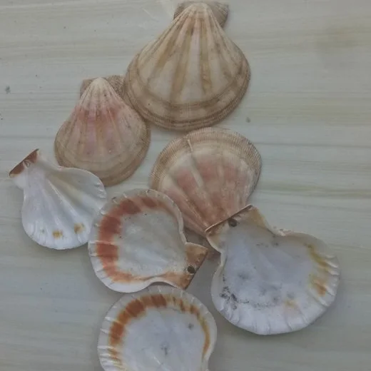 100% Natural Scallop Shell Powder Washing Ms Sophie 0084901022641