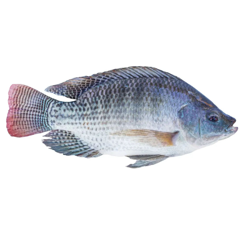 live tilapia for sale