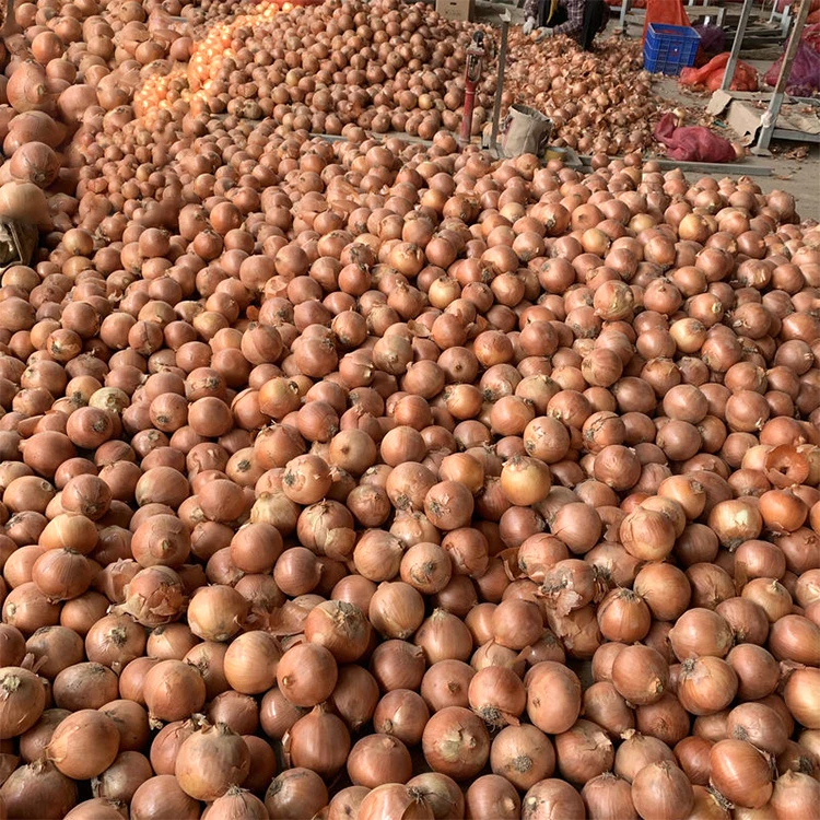 Большой красный лук свежий голландский желтый крупные партии из Европы. (6-8 см и выше 9