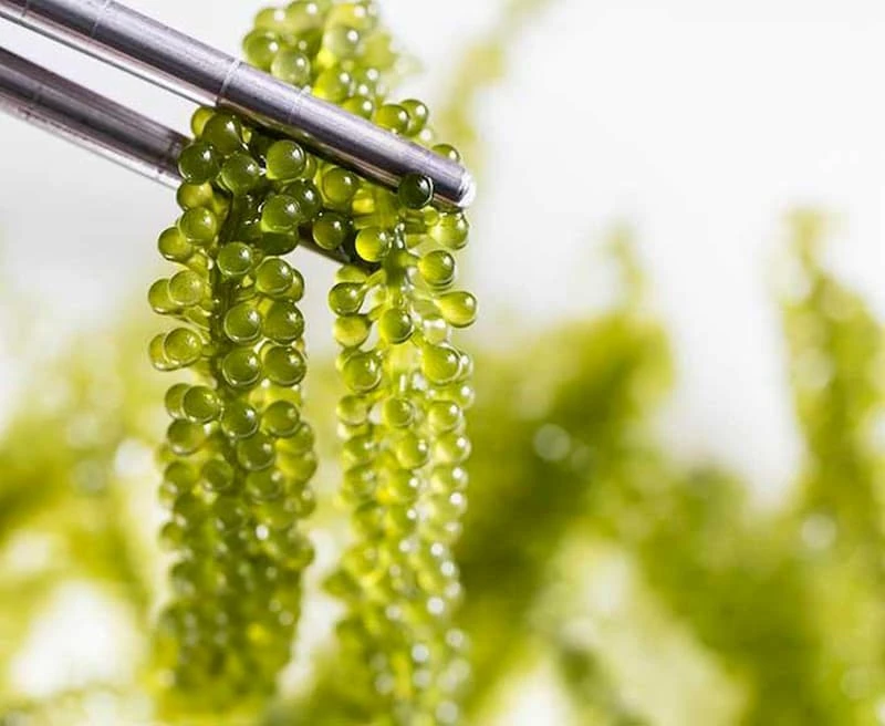 Dehydrated Sea Grapes/ Organic Vietnamese Delicacy Seaweed/ Marinated