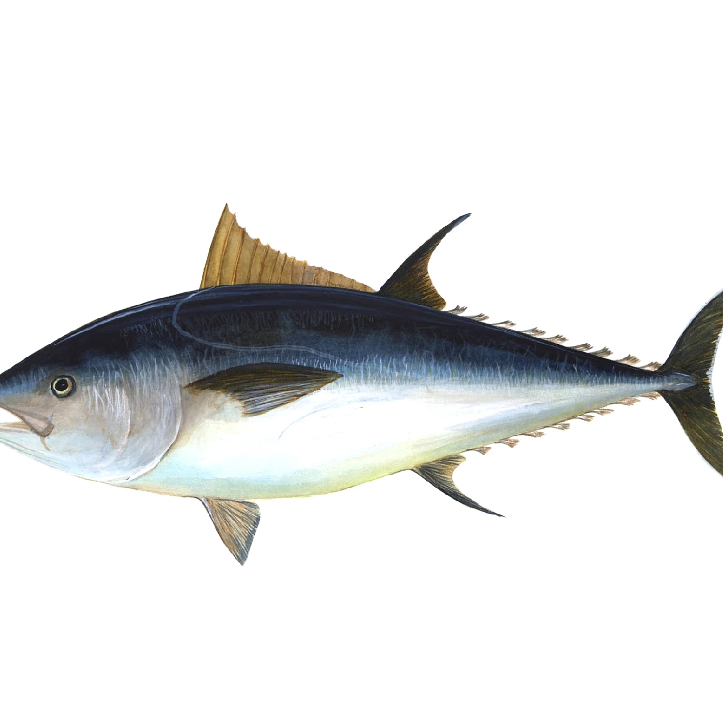 fresh and frozen yellow fin tuna wholesale