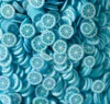 Blue lemon