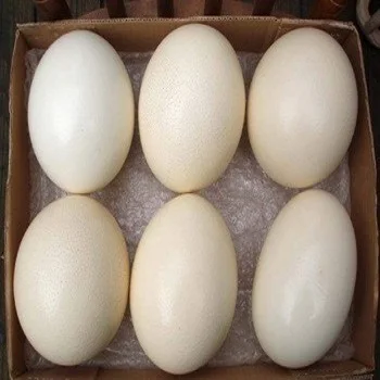 Burung Unta Dan Telur Burung Unta Buy Subur Telur Telur Burung Unta Seni Lembut Telur Rebus Product On Alibaba Com