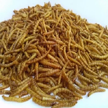 食用昆虫乾燥ミミミズをまとめて Buy ドライmealworm ライブmealworm Product On Alibaba Com