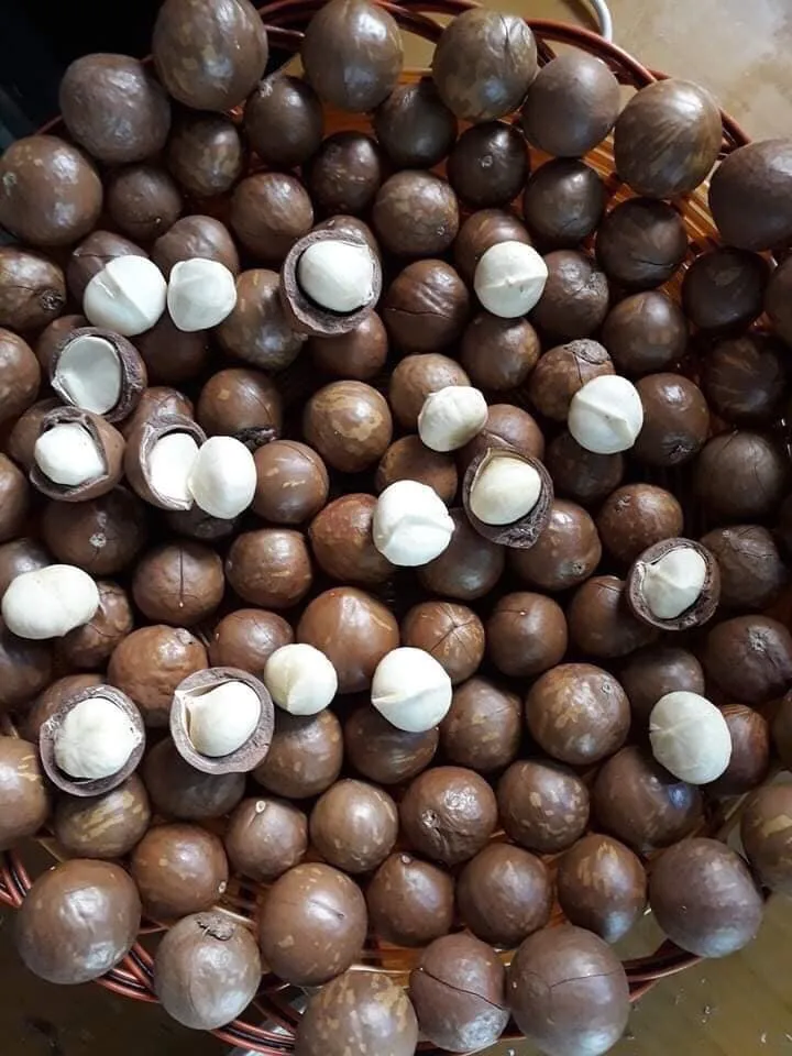 Quality Organic Raw Dried Macadamia Nuts and Other Nuts for Food Use HACCP Certified Grade 1