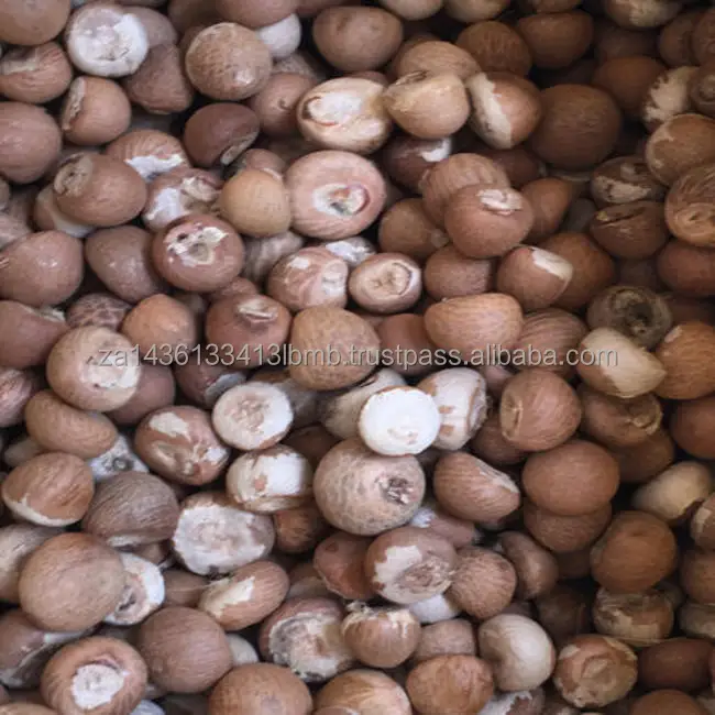 BETEL NUTS.jpg