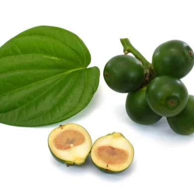 top quality young betel nut / set of fresh areca nut with betel