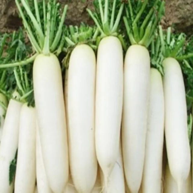 Редиска белая длинная. Белая редька дайкон. Редис белый. Белая морковь. Китайская белая морковь