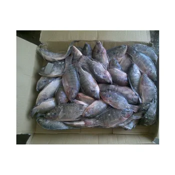 Hot Selling Frozen Tilapia Fish
