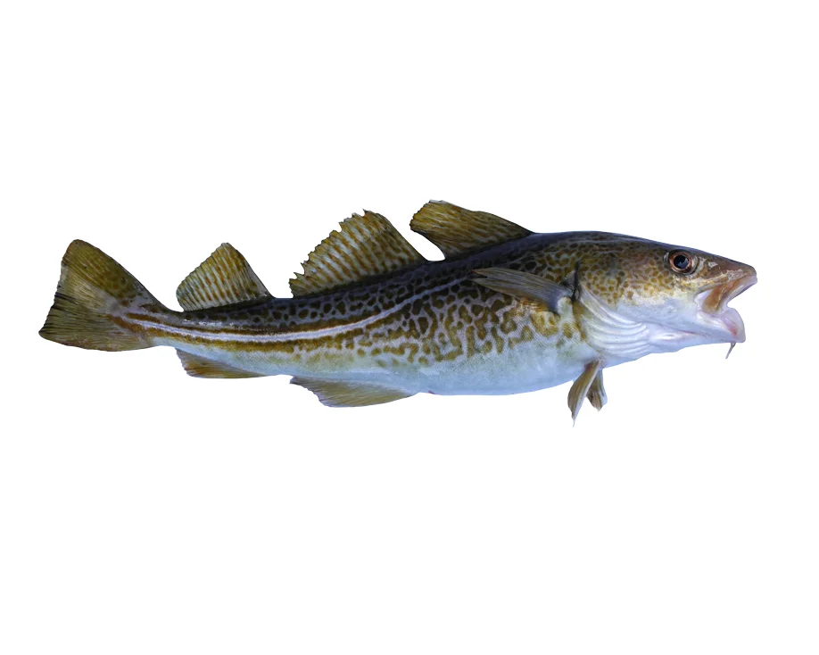 russian natural fresh frozen fish pacific cod