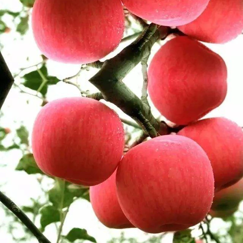 Red Paper Bagged Qinguan Apples - China Apple, FUJI Apple