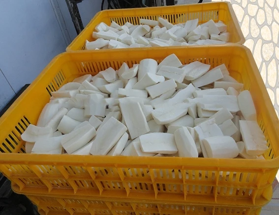 Fresh Tapioca/ Cassava