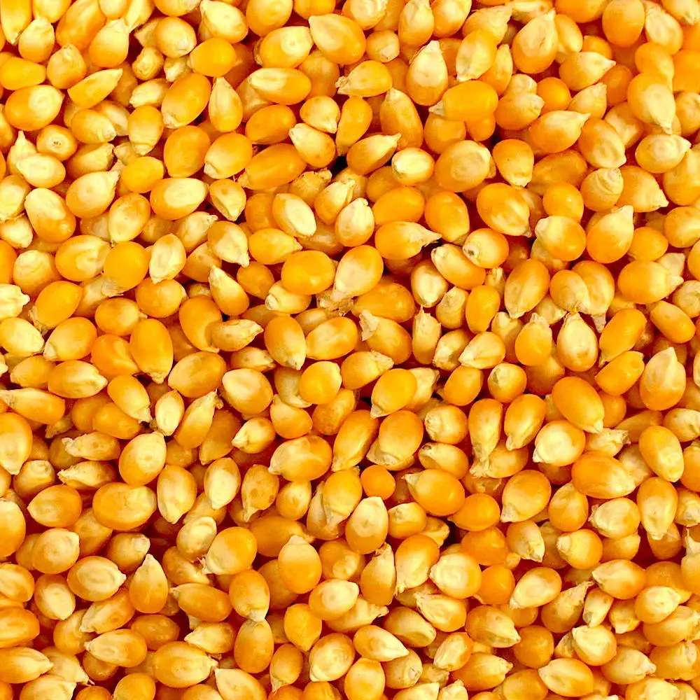 03-Popcorn2.jpg