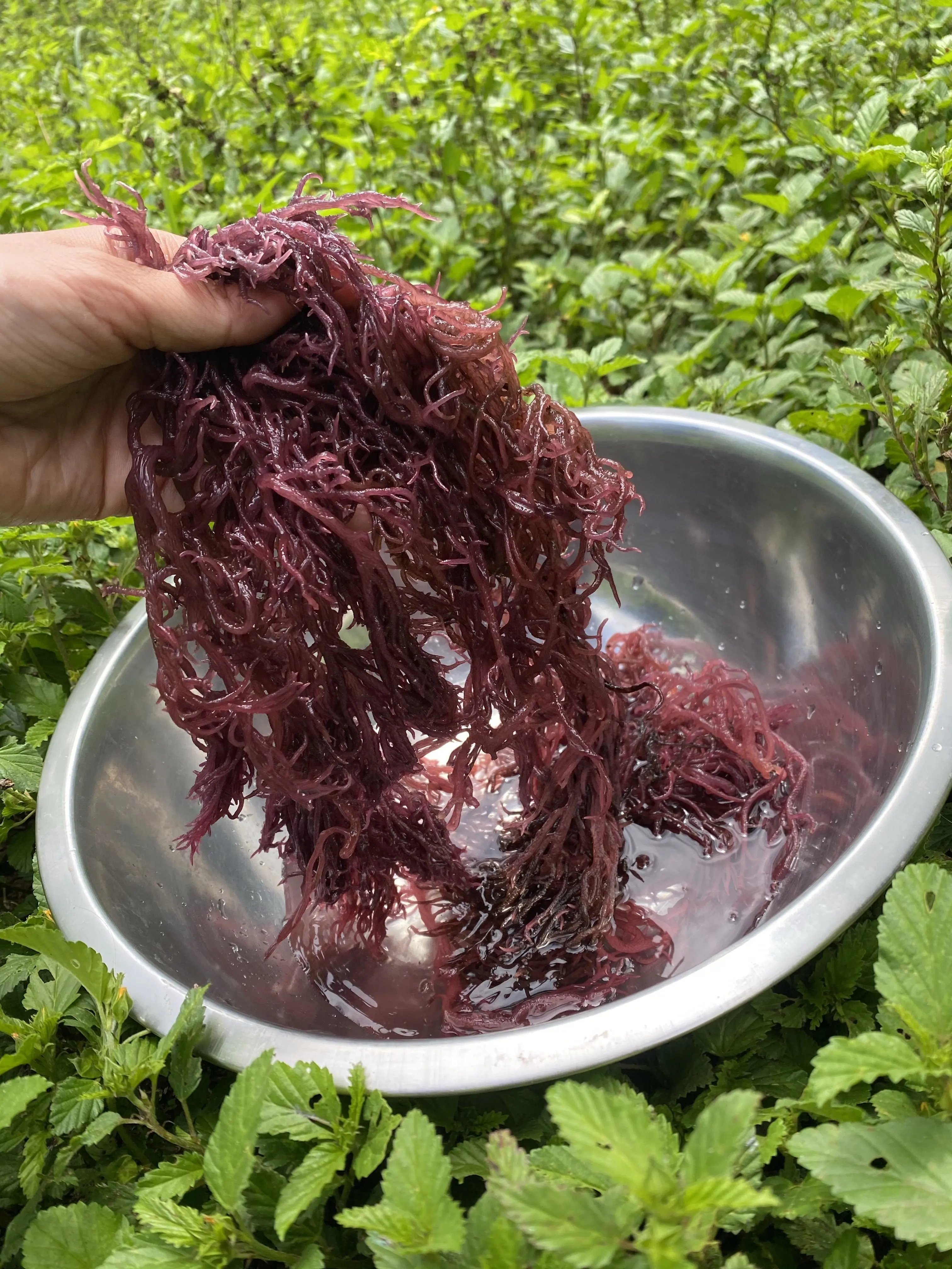 Best Quality Dried Sea Moss Raw Gold,Purple Sea Moss 100 Irish Sea Moss From Vietnam